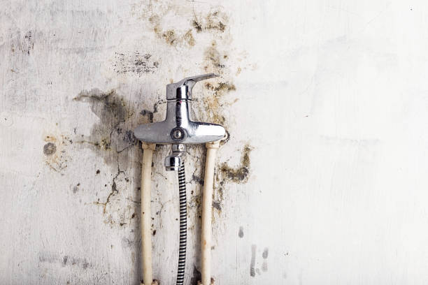 Best Same-Day Mold Removal  in Jacksonville, TX