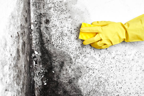 Best Mold Cleaning Services  in Jacksonville, TX