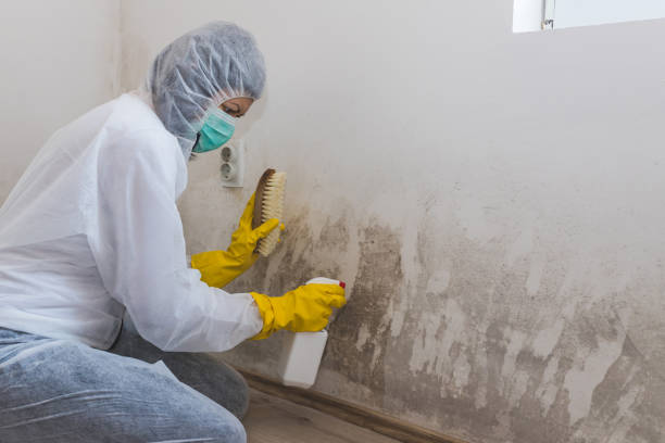 Best Mold Cleaning Services  in Jacksonville, TX