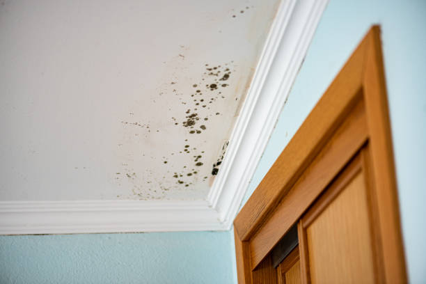 Best Office Mold Removal Services  in Jacksonville, TX