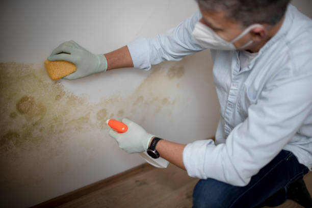 Best Affordable Mold Removal  in Jacksonville, TX