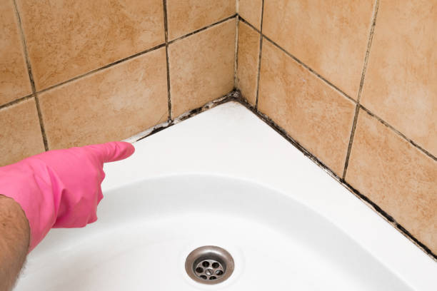 Best Toxic Mold Removal  in Jacksonville, TX