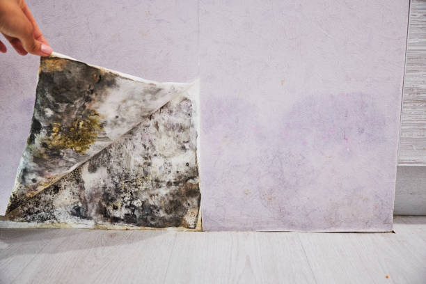 Best Residential Mold Removal  in Jacksonville, TX